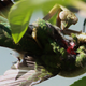 Una mantis religiosa haciendo una comida de un desafortunado colibrí de garganta roja (Imagen: What’s That Bug?, Randy Anderson/Universidad de Basilea).